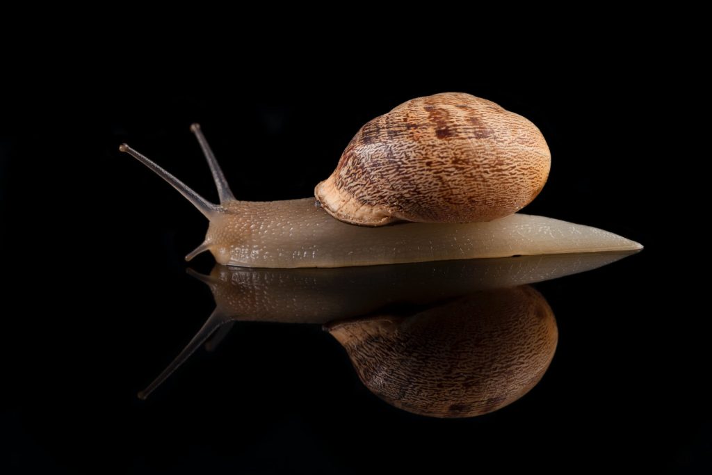 a slow snail